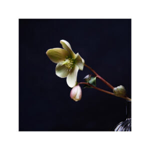 Bild Velvet Flower I - sofort verfügbar!